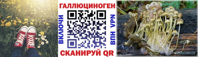 как найти закладки  Дмитриев  MEGA ссылка  Псилоцибиновые грибы мухоморы 
